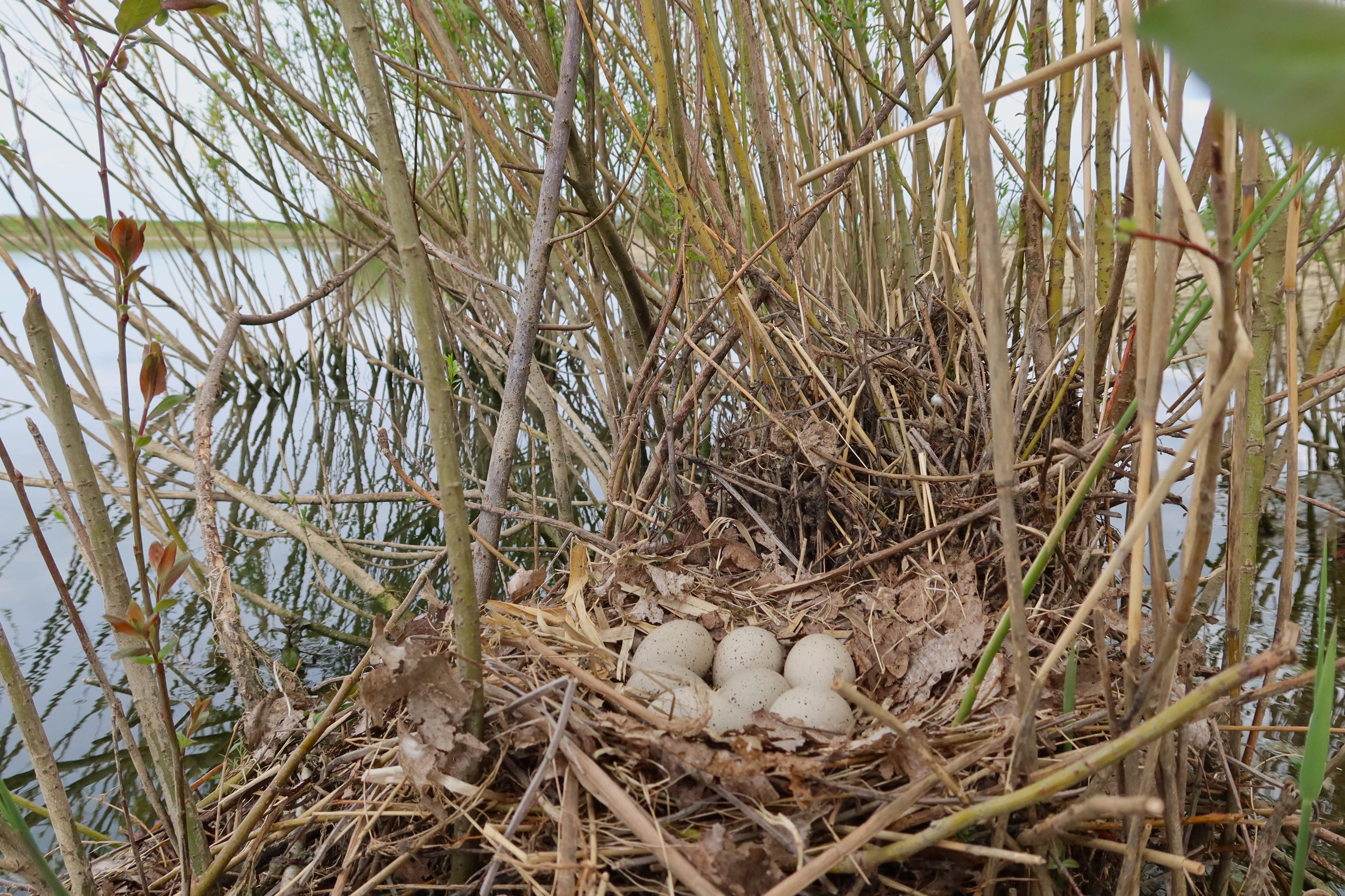 Eieren meerkoet Hemertse Waard