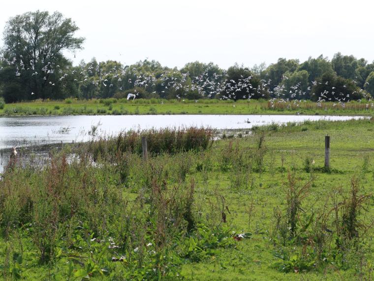 Veenoordkolk en Teugse Kolk Deventer